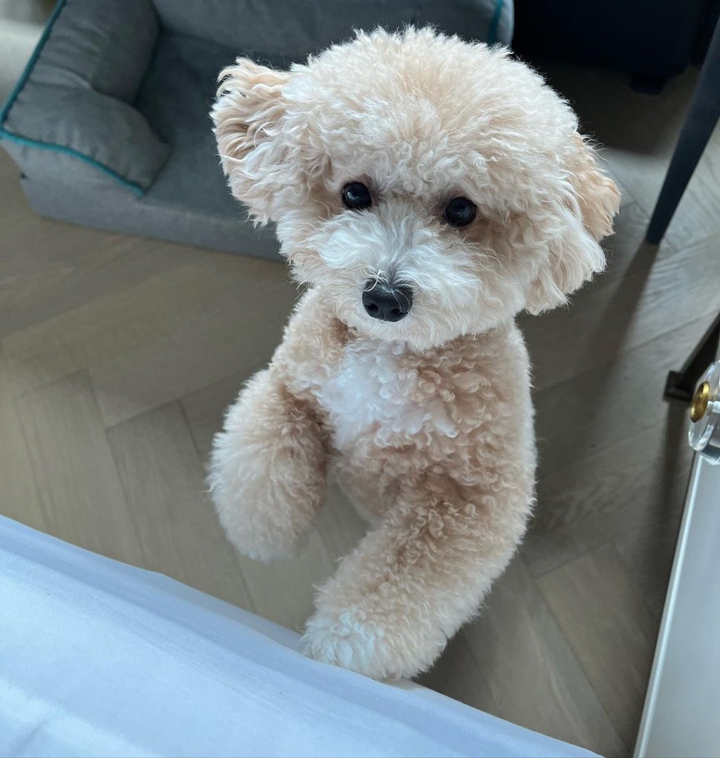 姜坤在10號風球的日子，突然上載愛犬照片。