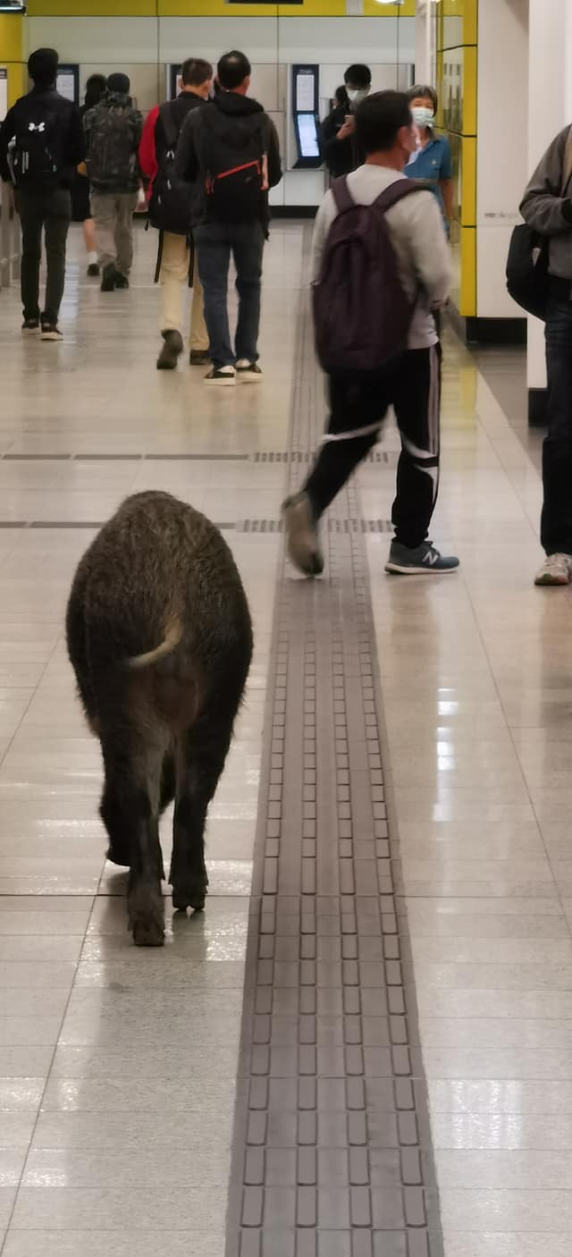 野豬自由自在闖蕩港鐵站。網民Ken Tso圖片