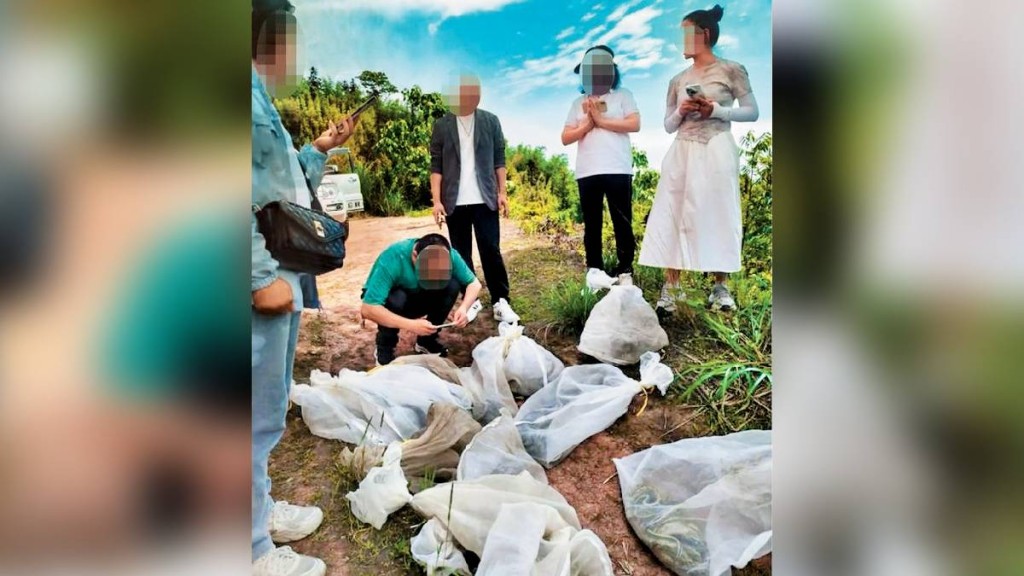 宜宾有民众大量放生蛇类祈福。红星新闻 宜宾有民众大量放生蛇类祈福。红星新闻