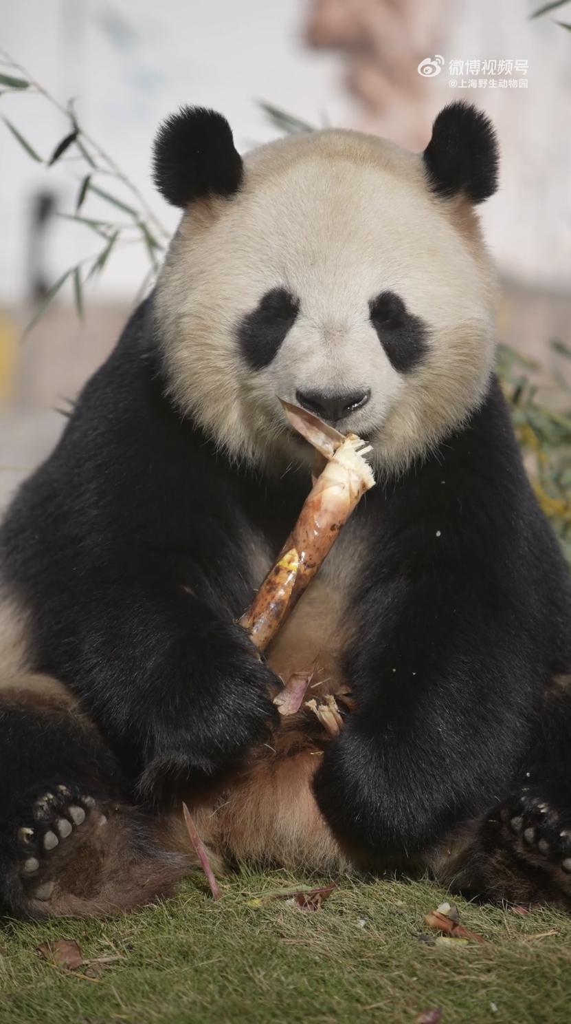 大熊猫「七七」吃笋子。网上图片
