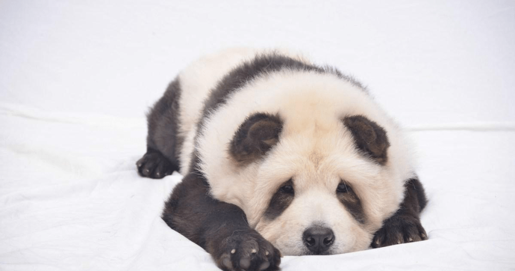 内地流行将白色的宠物犬染成大熊猫的外貌。