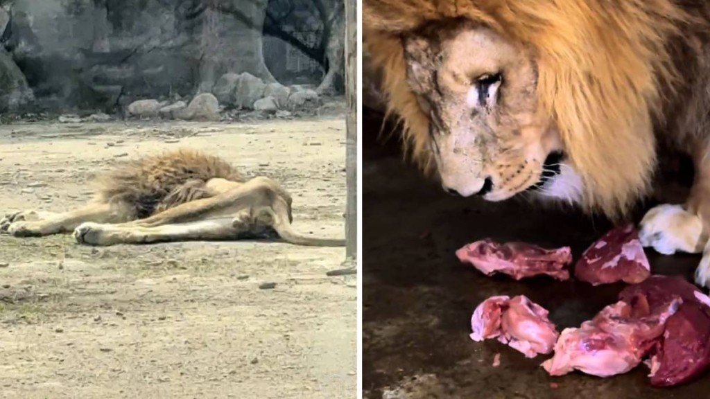 「大毛」因伴侶老死，絕食暴瘦，目前已恢復飲食。