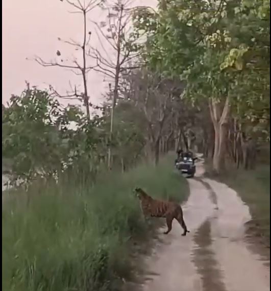 老虎跟上查看懒熊动向。