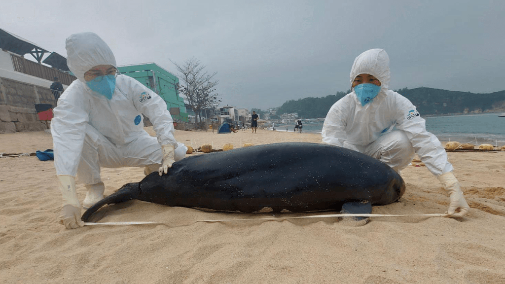 相片由香港海洋公園保育基金提供