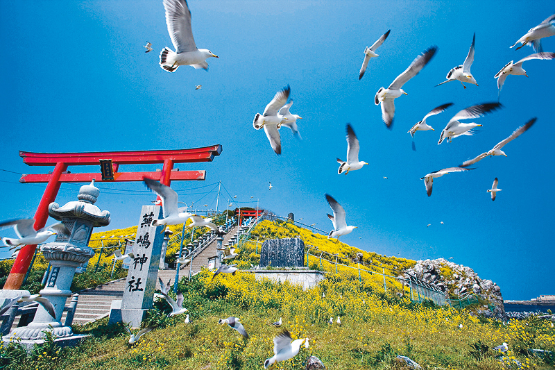 ●蕪神社的紅色鳥居，與無雲藍天及白色黑尾鷗，形成一道亮麗風景。