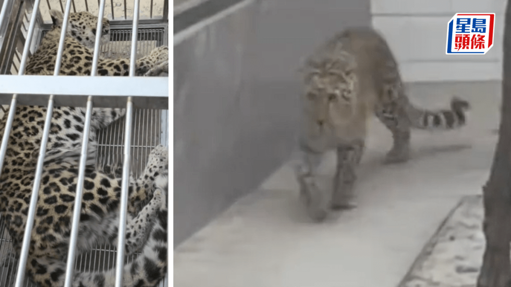 花豹已經在村子裡遊走幾天。新浪網/極目新聞