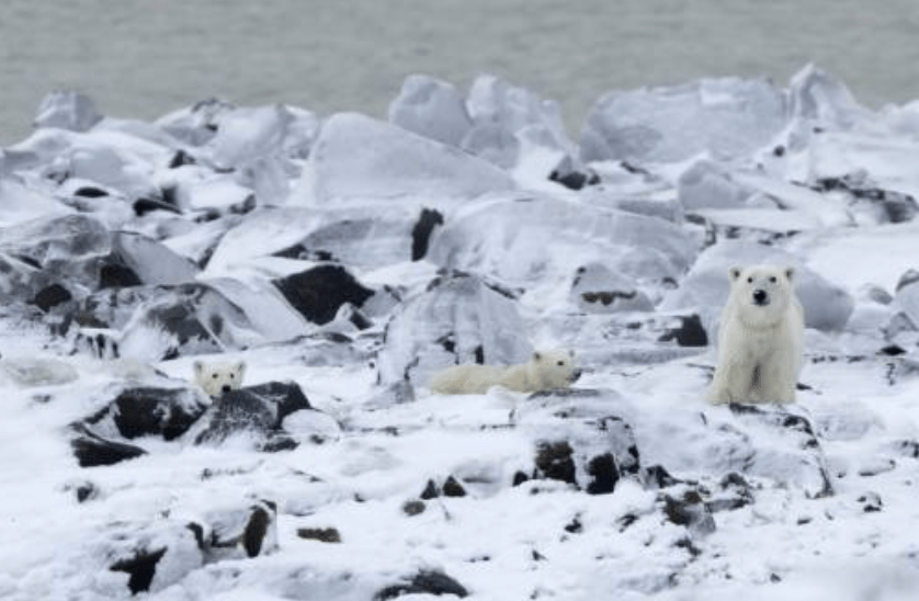 科學家李察遜指出，北極熊收養幼熊的情況在過去45年的研究中僅記錄過13宗，極為罕見。法新社