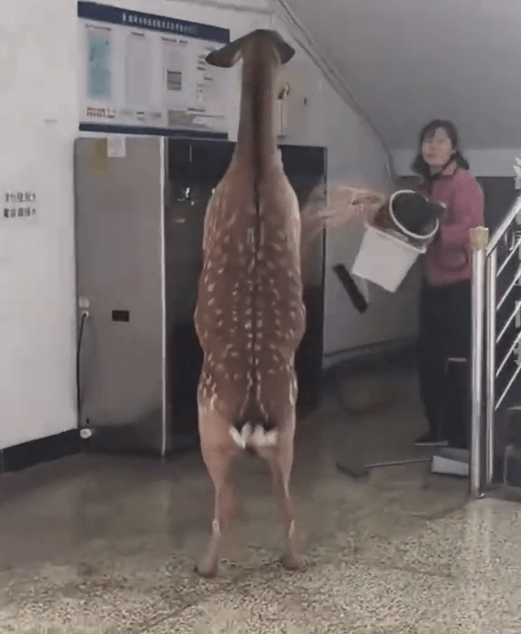 宿管阿姨掃把驅趕,惡鹿雙腳站「還拖」。 宿管阿姨掃把驅趕,惡鹿雙腳站「還拖」。