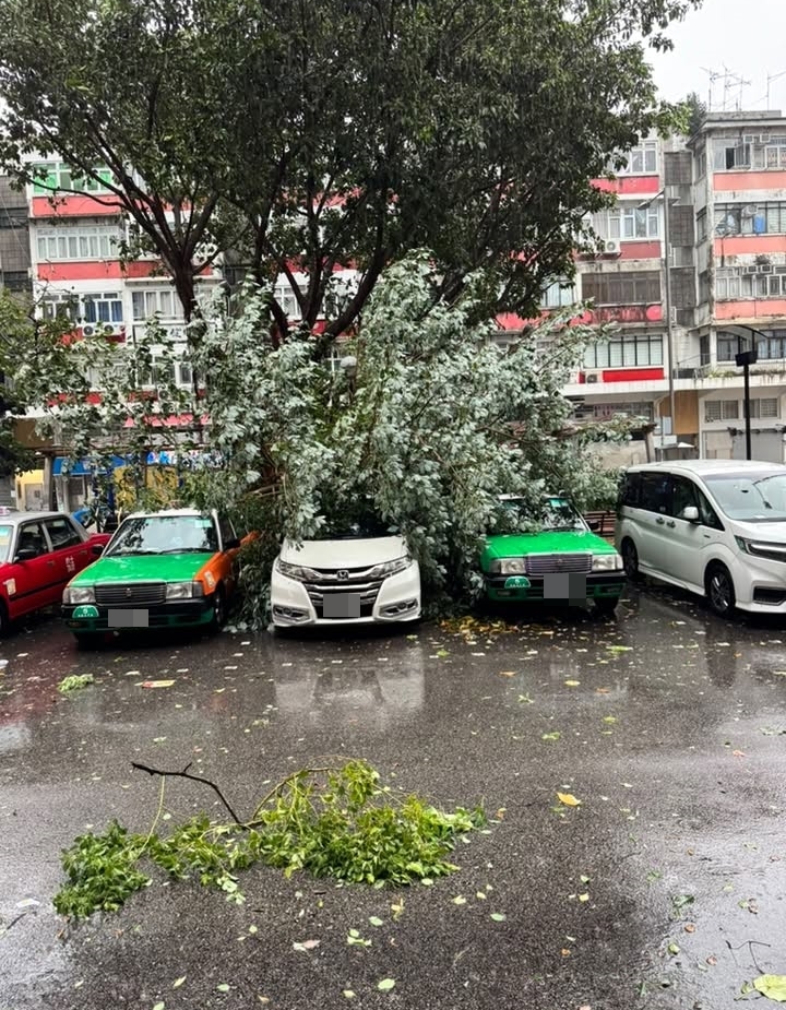 大埔同茂坊有樹塌下,壓到的士及私家車。fb大埔 TAI PO圖片 大埔同茂坊有樹塌下,壓到的士及私家車。fb大埔 TAI PO圖片