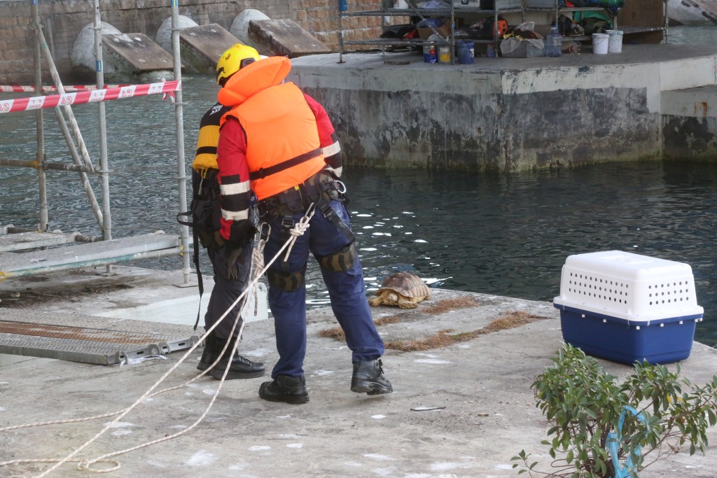消防及愛護動物協會人員繫上安全繩,登上石躉檢查。 消防及愛護動物協會人員繫上安全繩,登上石躉檢查。