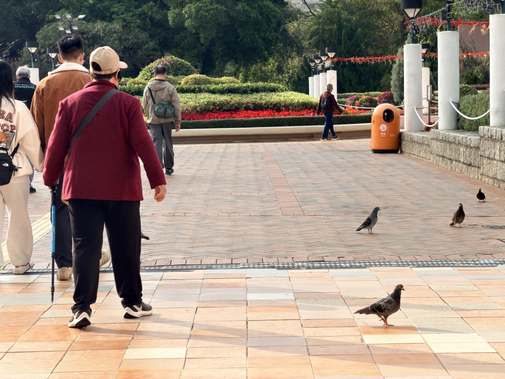 九龍公園野鴿為患。梁國峰攝