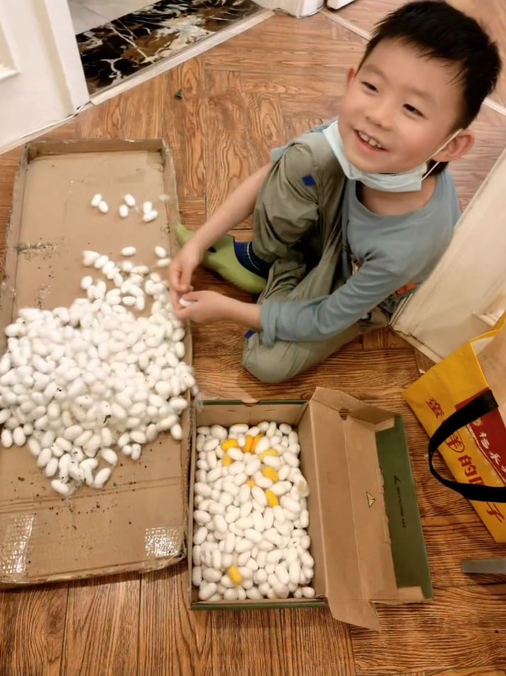 阮女士全力支持兒子在家養蠶做蠶絲被。抖音