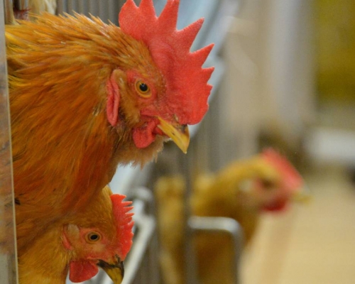 南韓全羅南道爆高致病性H5N1禽流感，其禽產品禁止輸港。資料圖片