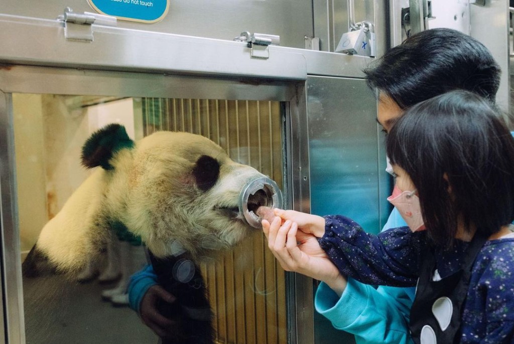 周柏豪帶女兒見熊貓，仲有得餵熊貓。
