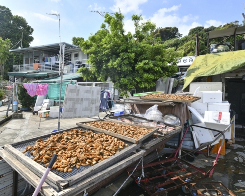 地區倡優化流浮山海鮮蠔港。資料圖片