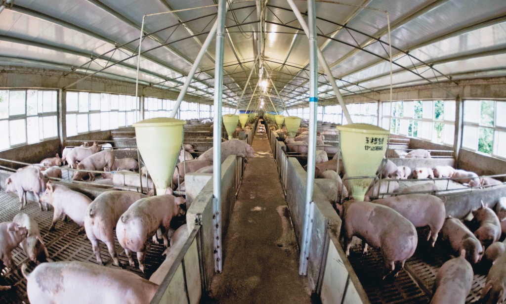 生豬價下跌令養殖業負擔沉重，業內估計目前每頭豬將虧損約280元至500元，部分養殖戶開始淘汰產能。