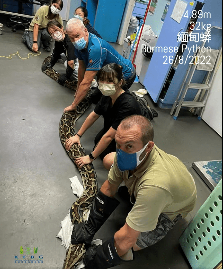 嘉道理农场暨植物园将香港有记录以来最长蟒蛇由嘉道理农场放归野外。园方FB