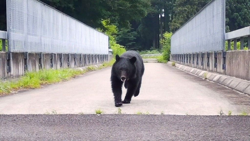 北海道近期時有野熊出沒。nippon.com 北海道近期時有野熊出沒。nippon.com