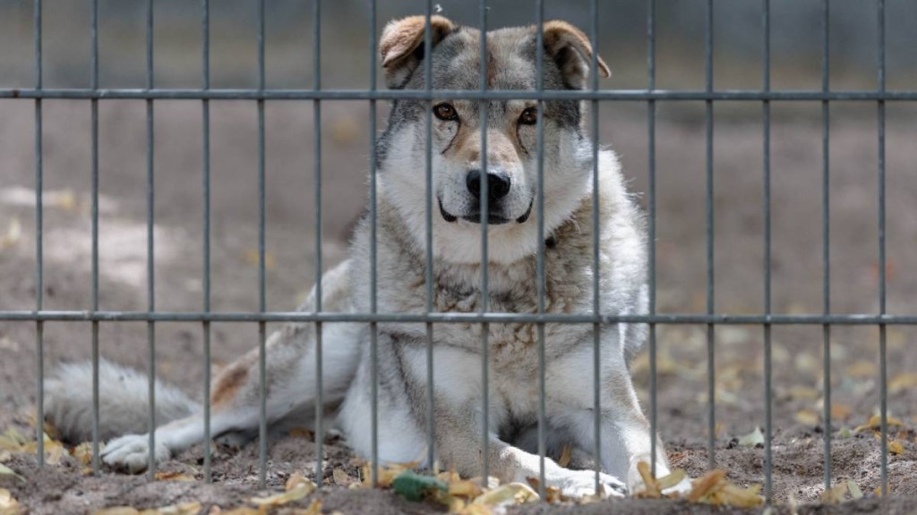 烈犬失控咬死路人。法新社示意圖