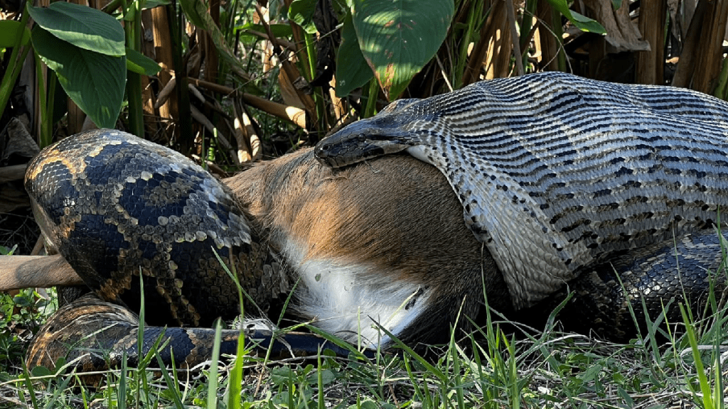 缅甸蟒正在吞食一只成年鹿。（FB@Conservancy of Southwest Florida）