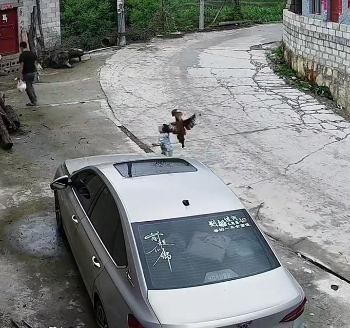一只恶死大公鸡被天眼拍摄到从后起飞脚偷袭男童。网上截图