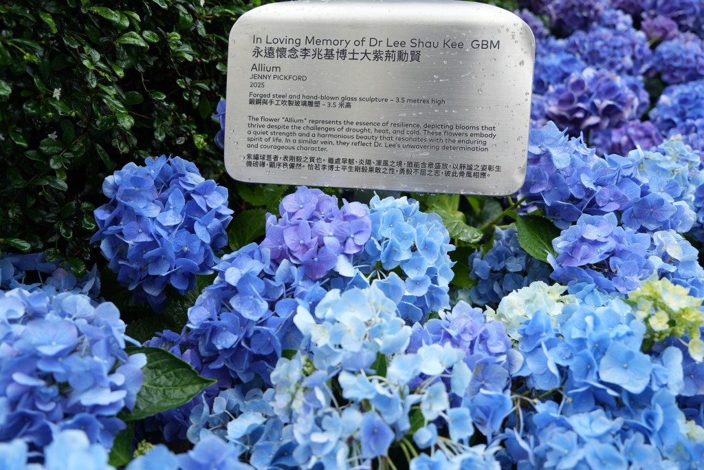 大型繡球蔥花雕塑《Allium》。吳艷玲攝