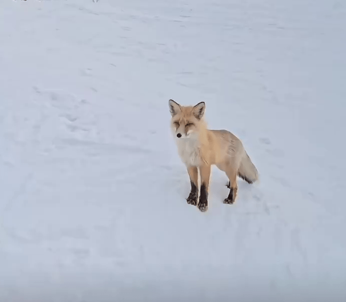 新疆滑雪场常有野生狐狸出没。 新疆滑雪场常有野生狐狸出没。