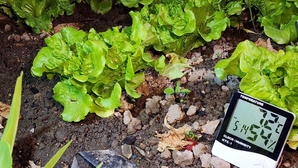 記者溫度計顯示打鼓嶺溫度7.2度，農田未見結霜情況。黎志偉攝