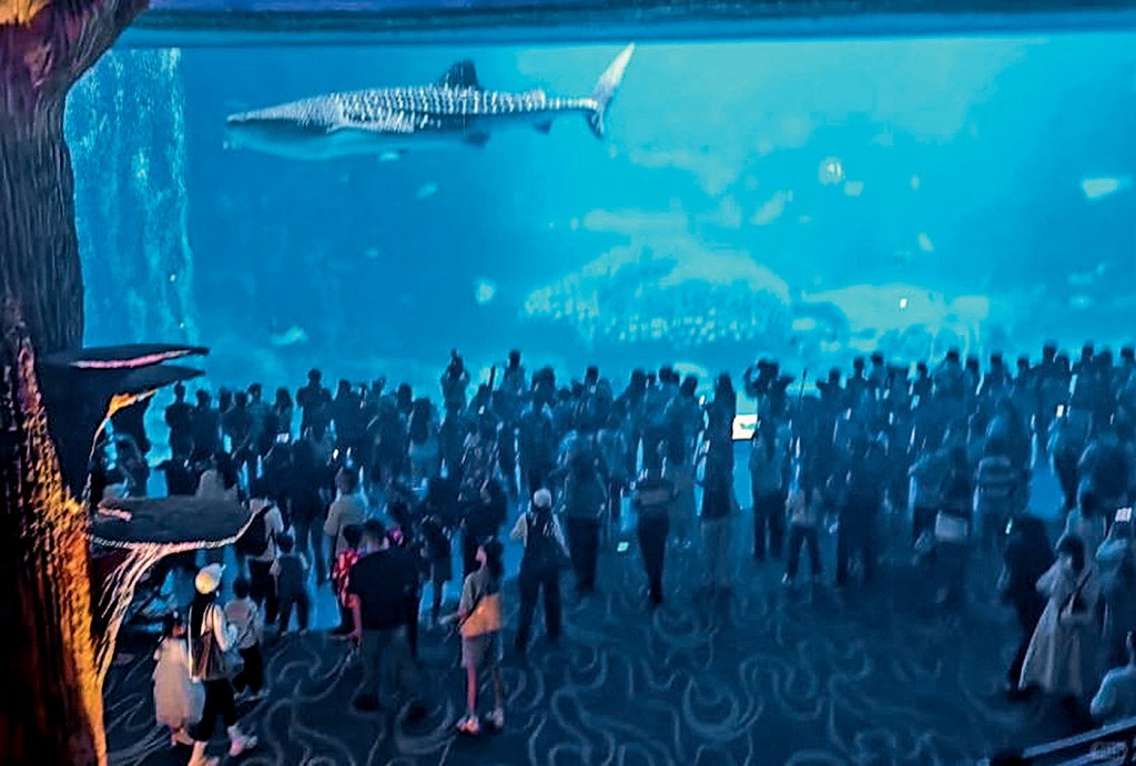 橫琴長隆的鯨鯊2月因病死亡。