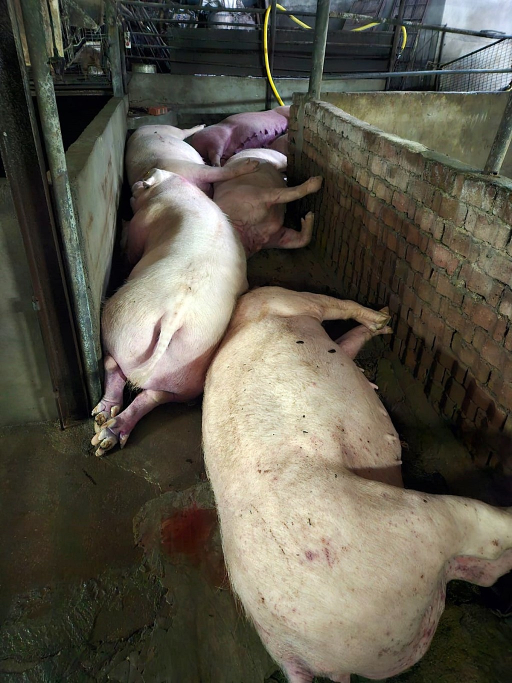 大批豬隻浸死。受訪者提供