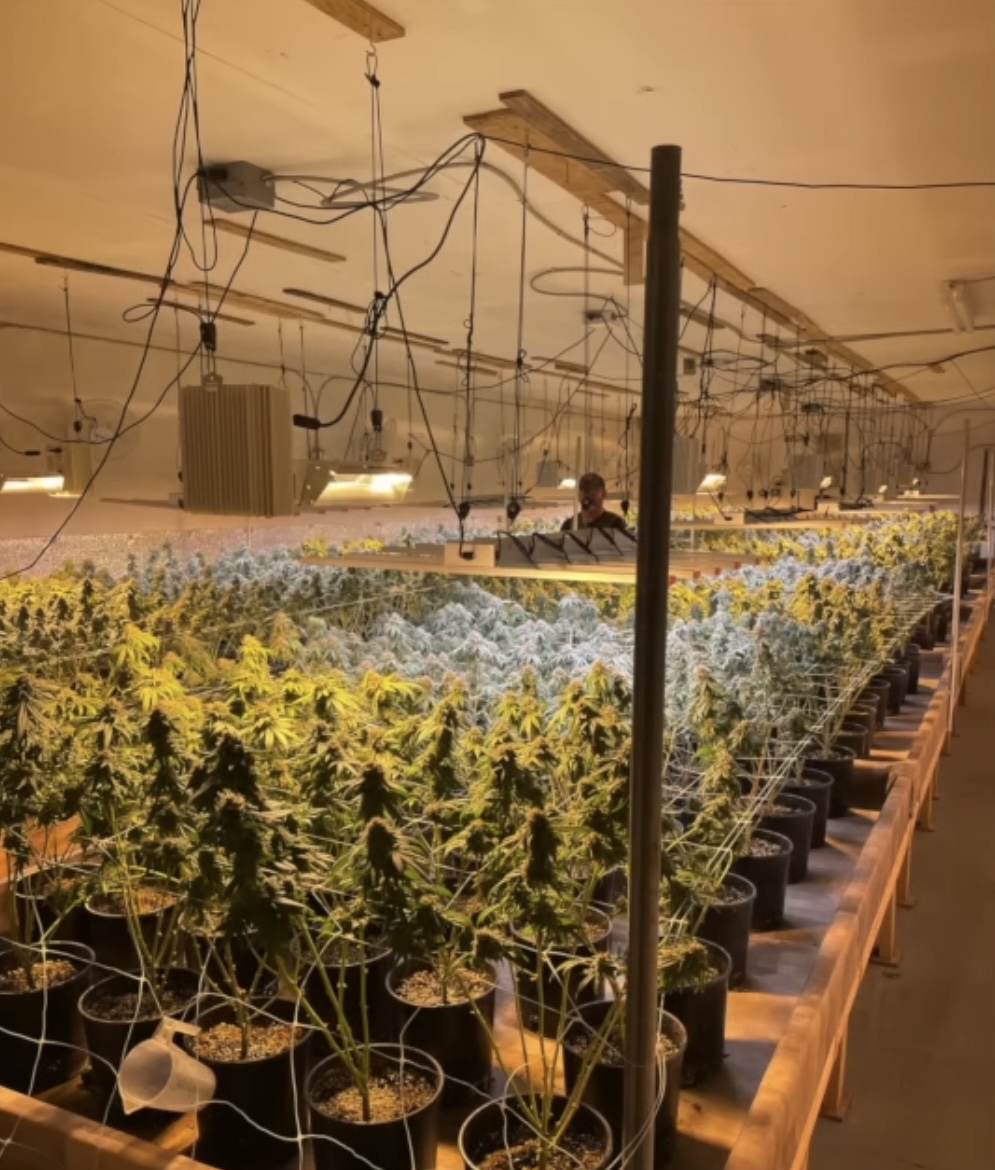 涉案大麻農場規模龐大。 喬治亞州農業廳 