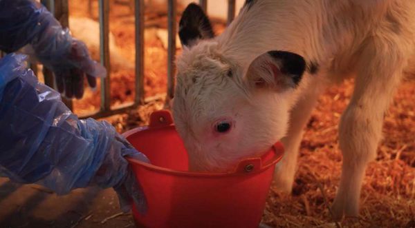 体细胞复制超级奶牛在灵武市出生。 网上图片