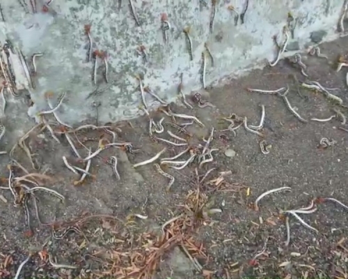 上万只夜蛾幼虫很是吓人。网图