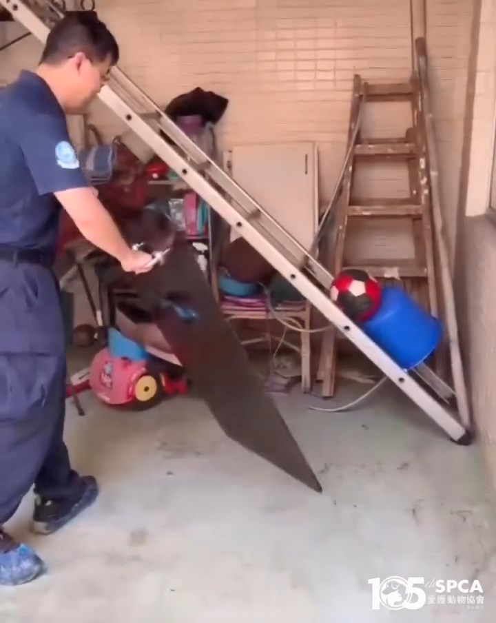 鱷魚匿藏在雜物下。愛協提供片段截圖 鱷魚匿藏在雜物下。愛協提供片段截圖
