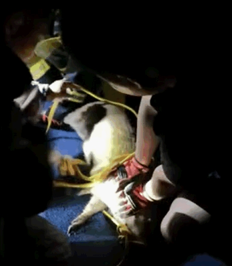 消防捉走兩隻小野豬。網圖