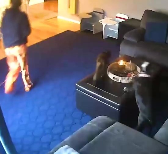 開始時，一貓一狗圍著茶几追逐玩耍，主人剛好入鏡經過客廳落樓梯。網上截圖
