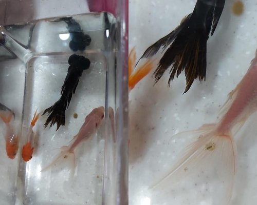 「魚蝨」導致黑色金魚於翌日早上死亡。FB圖