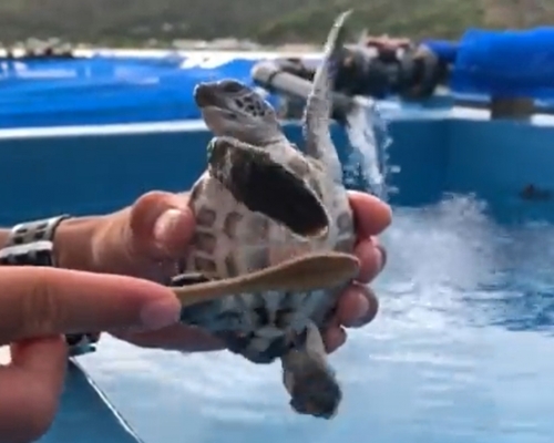 海龜不斷奮力揮動四肢。網圖