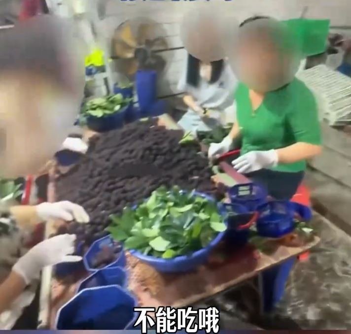 福建有楊梅收購站被揭發違規用防腐劑、甜味劑浸泡楊梅。看看新聞