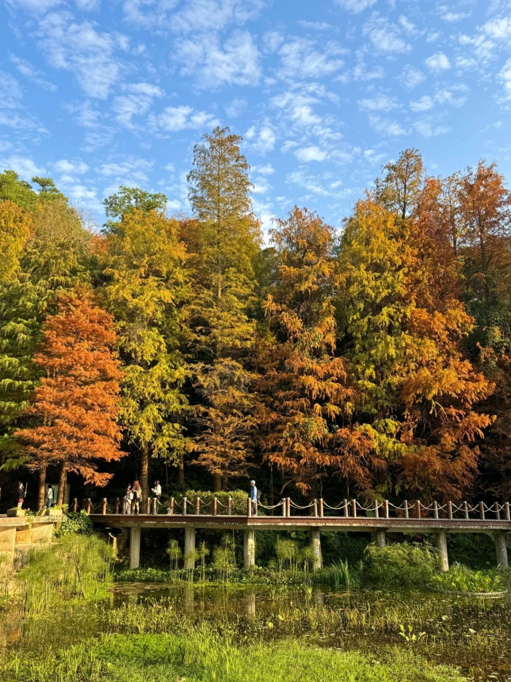 湖邊一排排高大茂密的落羽松會轉為橙、紅色（圖片來源：小紅書@ShuPing深圳）