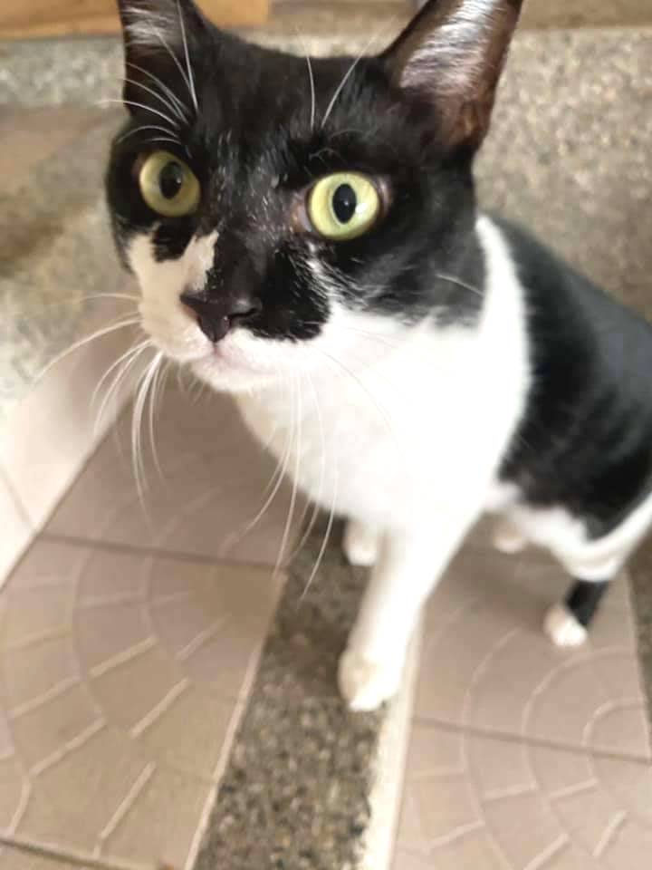 屋主其中一隻貓被咬死。網圖