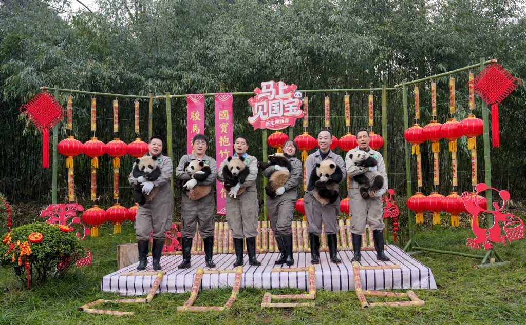 在成都大熊猫繁育研究基地，2025级新生大熊猫幼崽亮相新春主题活动。 中新社/新华社