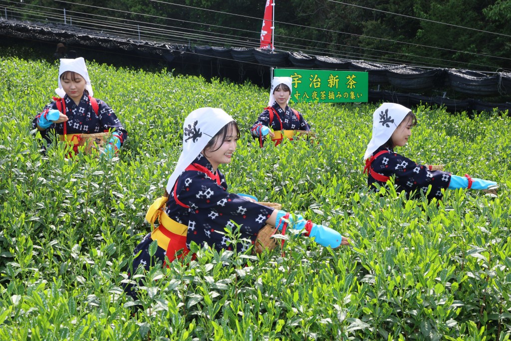 日本京都宇治採摘茶葉的工人。路透社