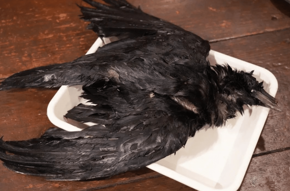 生吃野生乌鸦食物中毒风险高，很可能会引发肝炎，甚至导致死亡。
