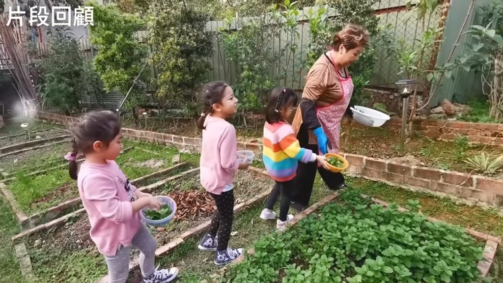 肥媽帶孫女收割農作物。 肥媽帶孫女收割農作物。