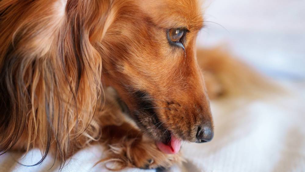 杭州女遭流浪狗舔腳趾，因甲溝炎傷口需打狂犬病疫苗。 示意圖/unsplash