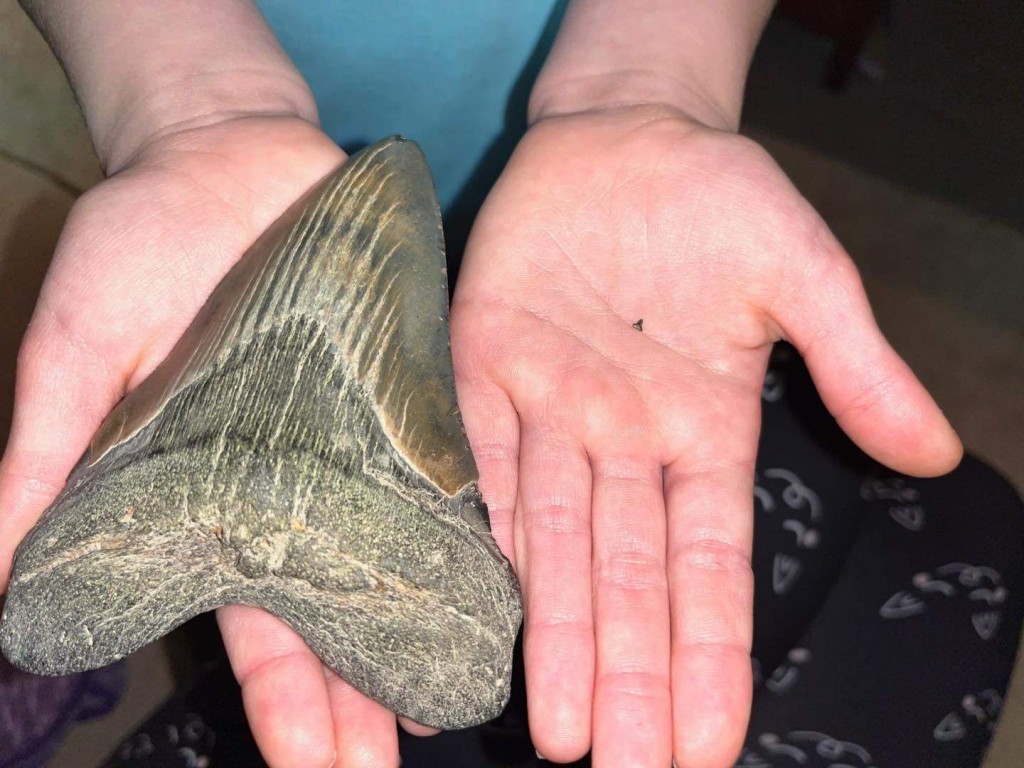 巨齿鲨牙齿化石和女童的手掌差不多大。FB图