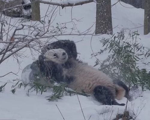 3隻大熊貓日前在新家內玩雪。Smithsonian's National Zoo