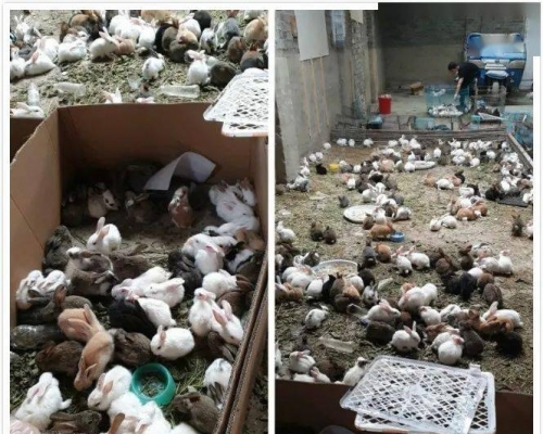 韻達快遞回應指他們是不能運輸動物的，數千寵物滯留物流園死亡事件中出現的快遞單是他人嫁禍的。(網圖)