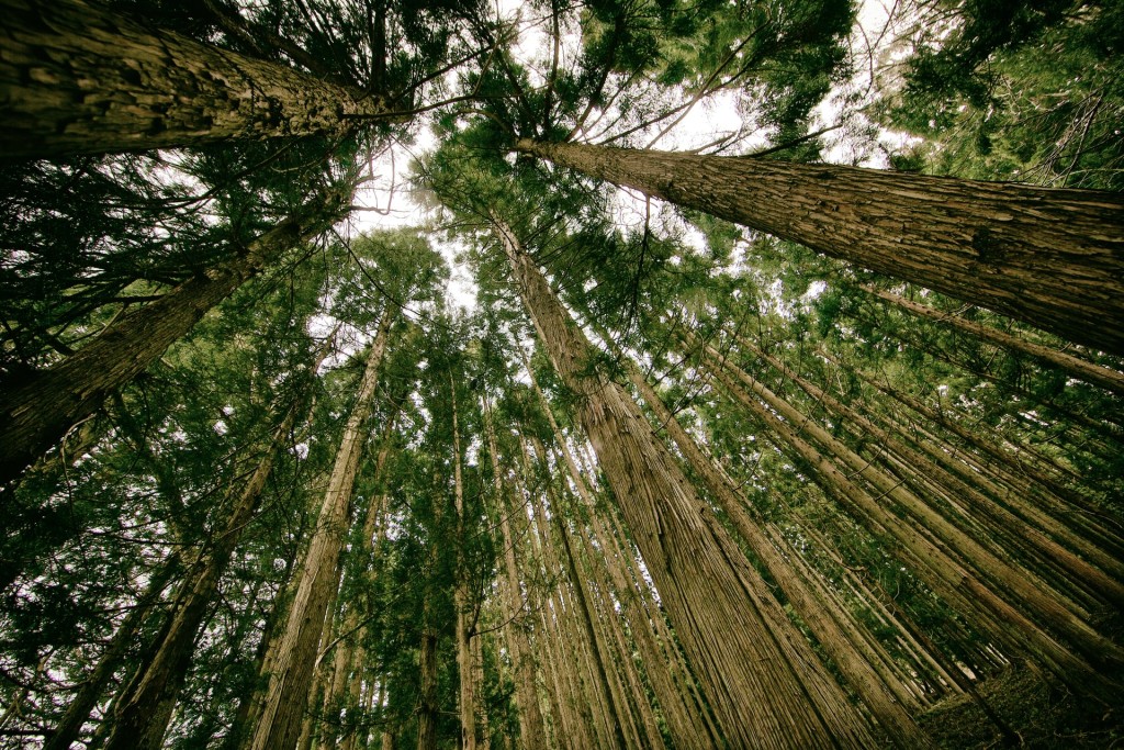 Kim Daniel /  Unsplash 圖片